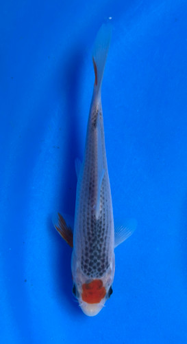 This 13cm Tancho Asagi from Maruhiro Koi farm has a beni spot on its head. This 13cm Tancho Asagi from Maruhiro Koi farm has a beni spot on its head.