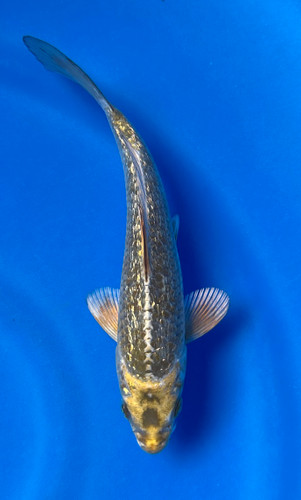 This 17cm Ginrin Kogane Ochiba from Maruhiro Koi farm has a metallic ki pattern. This 17cm Ginrin Kogane Ochiba from Maruhiro Koi farm has a metallic ki pattern.