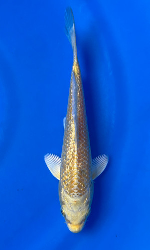 This 17cm Ginrin Yamabuki from Maruhiro Koi farm has a ki shinning pattern. This 17cm Ginrin Yamabuki from Maruhiro Koi farm has a ki shinning pattern.