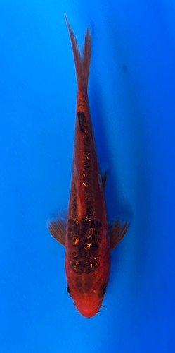 This 13m Doitsu Ginrin Aka Matusba from Maruhiro Koi farm has a shinning beni pattern. This 13m Doitsu Ginrin Aka Matusba from Maruhiro Koi farm has a shinning beni pattern.