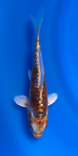 This 17cm Doitsu Beni Ginga from Maruhiro Koi farm has metallic beni and silver scales. This 17cm Doitsu Beni Ginga from Maruhiro Koi farm has metallic beni and silver scales.