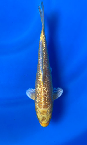This 18cm Ginrin Yamabuki from Maruhiro Koi farm has a ki shinning pattern. This 18cm Ginrin Yamabuki from Maruhiro Koi farm has a ki shinning pattern.