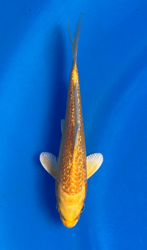 This 15cm Ginrin Yamabuki from Maruhiro Koi farm has a ki shinning pattern. This 15cm Ginrin Yamabuki from Maruhiro Koi farm has a ki shinning pattern.