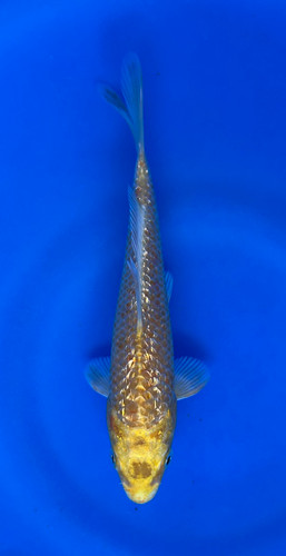 This 15cm Ginrin Yamabuki from Maruhiro Koi farm has a ki shinning pattern. This 15cm Ginrin Yamabuki from Maruhiro Koi farm has a ki shinning pattern.