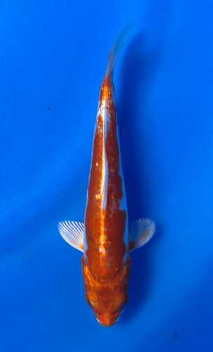 This 17cm Doitsu Hariwake from Maruhiro Koi farm has a vibrant beni and shiro pattern. This 17cm Doitsu Hariwake from Maruhiro Koi farm has a vibrant beni and shiro pattern.