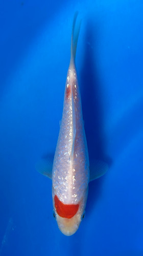 This 15cm Ginrin Tancho Kohaku from Maruhiro Koi farm has shinning scales with a beni spot on its head. This 15cm Ginrin Tancho Kohaku from Maruhiro Koi farm has shinning scales with a beni spot on its head.