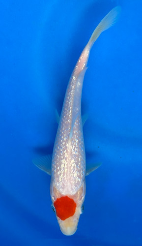 This 17cm Ginrin Tancho Kohaku from Maruhiro Koi farm has shinning scales with a beni spot on its head. This 17cm Ginrin Tancho Kohaku from Maruhiro Koi farm has shinning scales with a beni spot on its head.