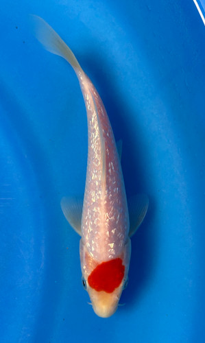 This 18cm Ginrin Tancho Kohaku from Maruhiro Koi farm has shinning scales with a beni spot on its head. This 18cm Ginrin Tancho Kohaku from Maruhiro Koi farm has shinning scales with a beni spot on its head.