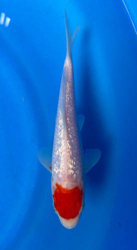 This 18cm Ginrin Tancho Kohaku from Maruhiro Koi farm has shinning scales with a beni spot on its head. This 18cm Ginrin Tancho Kohaku from Maruhiro Koi farm has shinning scales with a beni spot on its head.