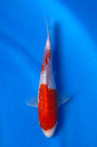 This 15cm Ginrin Kohaku from Maruhiro Koi farm has shinning scales with a beni and shiro pattern. This 15cm Ginrin Kohaku from Maruhiro Koi farm has shinning scales with a beni and shiro pattern.