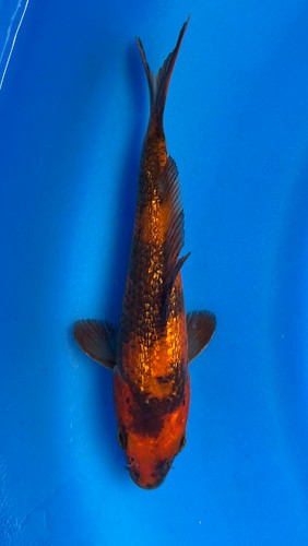 This 17cm Ginrin Hi Utsuri from Maruhiro Koi farm has shinning sumi and beni scales. This 17cm Ginrin Hi Utsuri from Maruhiro Koi farm has shinning sumi and beni scales.