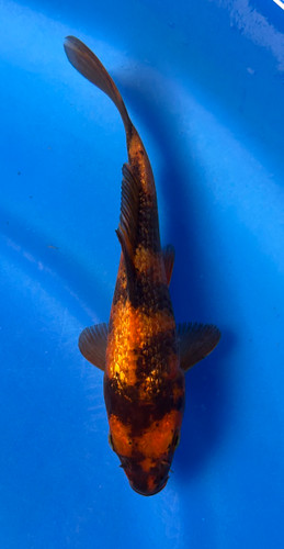 This 17cm Ginrin Hi Utsuri from Maruhiro Koi farm has shinning sumi and beni scales. This 17cm Ginrin Hi Utsuri from Maruhiro Koi farm has shinning sumi and beni scales.