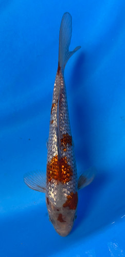 This 17cm Ginrin Ochiba from Maruhiro Koi farm has a brown and silver shinning pattern. This 17cm Ginrin Ochiba from Maruhiro Koi farm has a brown and silver shinning pattern.