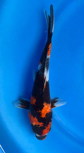 This 23cm Showa from Marusei Koi farm has a vibrant mix pattern of white, red, and black pattern. This 23cm Showa from Marusei Koi farm has a vibrant mix pattern of white, red, and black pattern.