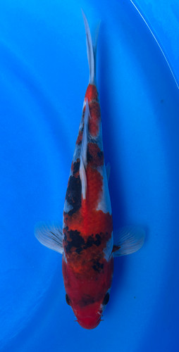 This 24cm Showa from Marusei Koi farm has a vibrant mix pattern of white, red, and black pattern. This 24cm Showa from Marusei Koi farm has a vibrant mix pattern of white, red, and black pattern.