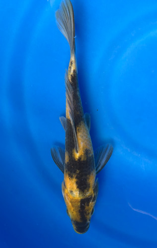 This 22cm Ki Utsuri from Marusei Koi farm has a stunning yellow and black pattern. This 22cm Ki Utsuri from Marusei Koi farm has a stunning yellow and black pattern.