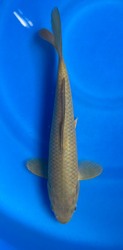 This 25cm Chagoi from Marusei Koi farm has a brownish color pattern This 25cm Chagoi from Marusei Koi farm has a brownish color pattern