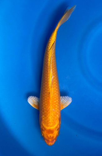 This 25cm Yamabuki from Marusei Koi farm has a stunning metallic ki pattern. This 25cm Yamabuki from Marusei Koi farm has a stunning metallic ki pattern.
