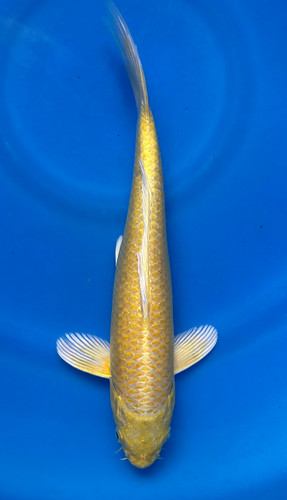 This 25cm Yamabuki from Marusei Koi farm has a stunning metallic ki pattern. This 25cm Yamabuki from Marusei Koi farm has a stunning metallic ki pattern.