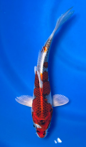 This 20cm Kujaku from Marusei Koi has a stunning metallic pattern. This 20cm Kujaku from Marusei Koi has a stunning metallic pattern.