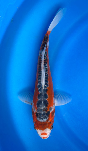 This 25cm Shusui from Marusei Koi farm has a stunning red and white pattern. This 25cm Shusui from Marusei Koi farm has a stunning red and white pattern.