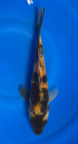 This 22cm Ki Utsuri from Marusei Koi farm has a stunning yellow and black pattern. This 22cm Ki Utsuri from Marusei Koi farm has a stunning yellow and black pattern.
