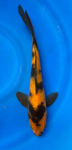 This 20cm Ki Utsuri from Marusei Koi farm has a stunning yellow and black pattern. This 20cm Ki Utsuri from Marusei Koi farm has a stunning yellow and black pattern.