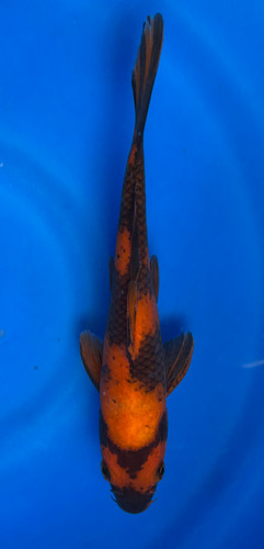 This 20cm Hi Utsuri from Marusei Koi farm has a stunning beni and sumi pattern. This 20cm Hi Utsuri from Marusei Koi farm has a stunning beni and sumi pattern.