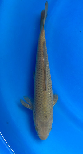 This 20cm Chagoi from Marusei Koi farm has a brownish color pattern This 20cm Chagoi from Marusei Koi farm has a brownish color pattern