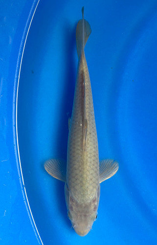 This 20cm Chagoi from Marusei Koi farm has a brownish color pattern This 20cm Chagoi from Marusei Koi farm has a brownish color pattern
