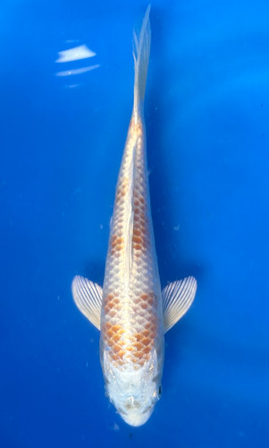 This is 19cm Lemon Hariwake from Marusei Koi farm has a stunning ki and shiro metallic pattern. This is 19cm Lemon Hariwake from Marusei Koi farm has a stunning ki and shiro metallic pattern.
