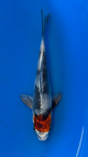 This 15cm Tancho Kin Showa from Kanno Koi farm has a metallic mix of red, white, and black pattern. This 15cm Tancho Kin Showa from Kanno Koi farm has a metallic mix of red, white, and black pattern.