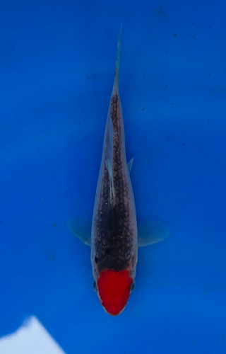 This 14cm Tancho Goshiki from Kanno Koi farm has a dark red and grey pattern. This 14cm Tancho Goshiki from Kanno Koi farm has a dark red and grey pattern.