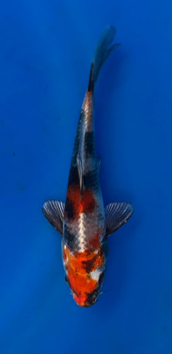 This 19cm Kin Showa from Kanno Koi farm has a stunning mix of black, white, and red with a metallic pattern. This 19cm Kin Showa from Kanno Koi farm has a stunning mix of black, white, and red with a metallic pattern.