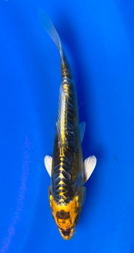 This 23cm Yellow Dragon from Kanno Koi farm has a vibrant yellow and white metallic pattern. This 23cm Yellow Dragon from Kanno Koi farm has a vibrant yellow and white metallic pattern.