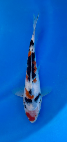 This 23cm Sanke from Ikarashi Toshinobu koi farm has a blend of all black white and red. This 23cm Sanke from Ikarashi Toshinobu koi farm has a blend of all black white and red.