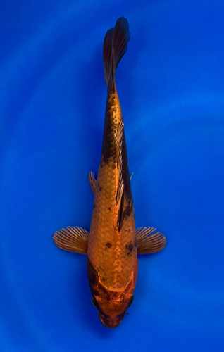 This 23cm Kin Hi Utsuri from Shinoda Koi farm has a metallic beni and sumi pattern. This 23cm Kin Hi Utsuri from Shinoda Koi farm has a metallic beni and sumi pattern.