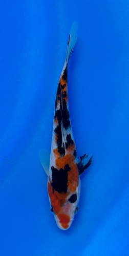 This 17cm Sanke from Ikarashi Toshinobu Koi Farm has stunning black and red scales. This 17cm Sanke from Ikarashi Toshinobu Koi Farm has stunning black and red scales.
