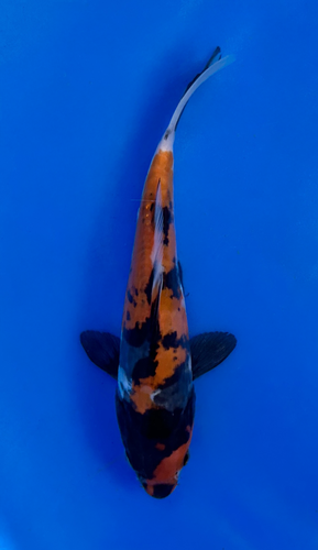 This 23cm Doitsu Showa from Ikarashi Toshinobu Koi Farm has a stunning black, red, and white pattern. This 23cm Doitsu Showa from Ikarashi Toshinobu Koi Farm has a stunning black, red, and white pattern.