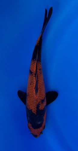 This 23cm Hi Utsuri from Shinoda Koi Farm has beautiful black and red patterns This 23cm Hi Utsuri from Shinoda Koi Farm has beautiful black and red patterns
