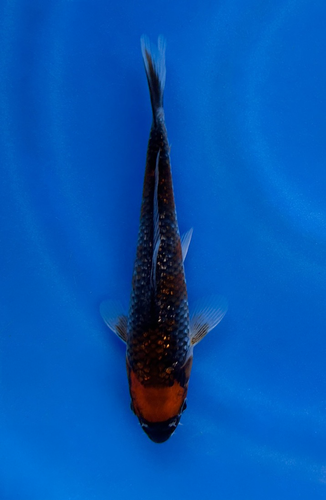 This 18cm Tancho Ginrin Goshiki from Ikarashi Toshinobu Koi farm has shinning red and black scales with a red spot on its head. This 18cm Tancho Ginrin Goshiki from Ikarashi Toshinobu Koi farm has shinning red and black scales with a red spot on its head.