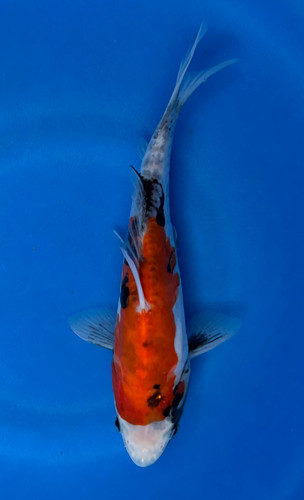 This 23cm Doitsu Showa from Ikarashi Toshinobu Koi Farm has a stunning black, red, and white pattern. This 23cm Doitsu Showa from Ikarashi Toshinobu Koi Farm has a stunning black, red, and white pattern.
