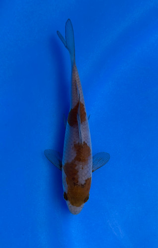This 17cm Ochiba from Ikarashi Toshinobu Koi Farm has a stunning black, red, and grey patterns This 17cm Ochiba from Ikarashi Toshinobu Koi Farm has a stunning black, red, and grey patterns