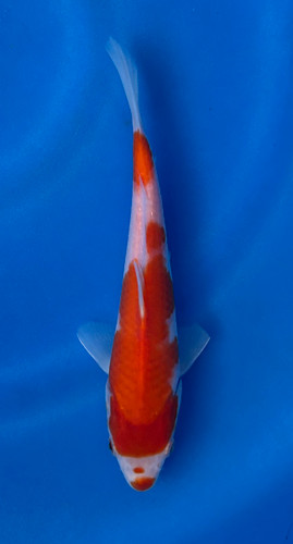 This 23cm Kohaku from Ikarashi Toshinobu Koi Farm has beautiful red and white scales. This 23cm Kohaku from Ikarashi Toshinobu Koi Farm has beautiful red and white scales.