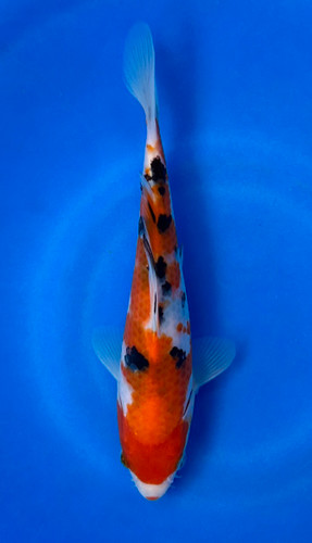 This 20cm Sanke from Ikarashi Toshinobu koi farm has a blend of all black white and red. This 20cm Sanke from Ikarashi Toshinobu koi farm has a blend of all black white and red.