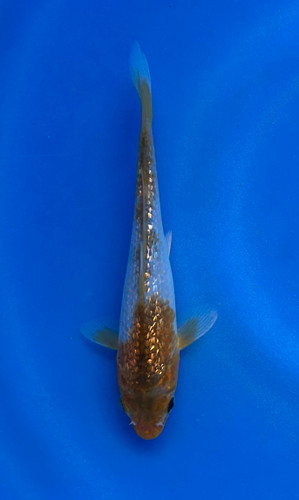 This 17cm Ginrin Ochiba from Ikarashi Toshinobu Koi Karm, has beautiful and shiny red and white patterns. This 17cm Ginrin Ochiba from Ikarashi Toshinobu Koi Karm, has beautiful and shiny red and white patterns.