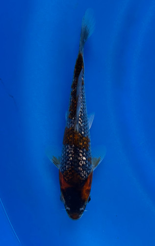 This 22cm Ginrin Goshiki from Ikarashi Toshinobu Koi farm has shinning red and black scales. This 22cm Ginrin Goshiki from Ikarashi Toshinobu Koi farm has shinning red and black scales.