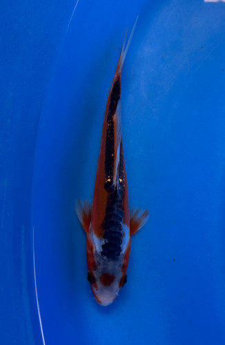 This 17cm Tancho Shusui from Ikarashi Toshinobu Koi farm has shinning red and black scales. This 17cm Tancho Shusui from Ikarashi Toshinobu Koi farm has shinning red and black scales.