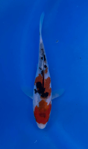 This 14cm Sanke from Ikarashi Toshinobu koi farm has a blend of all black white and red. This 14cm Sanke from Ikarashi Toshinobu koi farm has a blend of all black white and red.