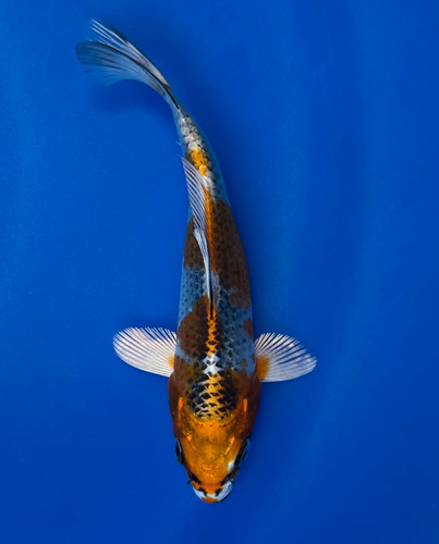 This 16cm Kujaku from Ikarashi Toshinobu Koi farm has a metallic red and white pattern. This 16cm Kujaku from Ikarashi Toshinobu Koi farm has a metallic red and white pattern.